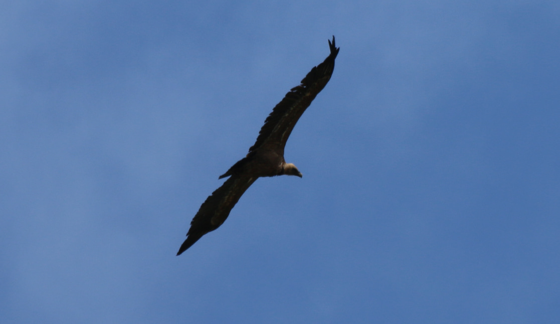 Griffon vulture in circular flight.