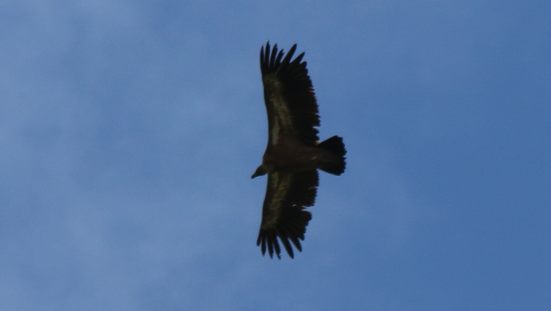 Silhouette in the sky of griffon vulture.