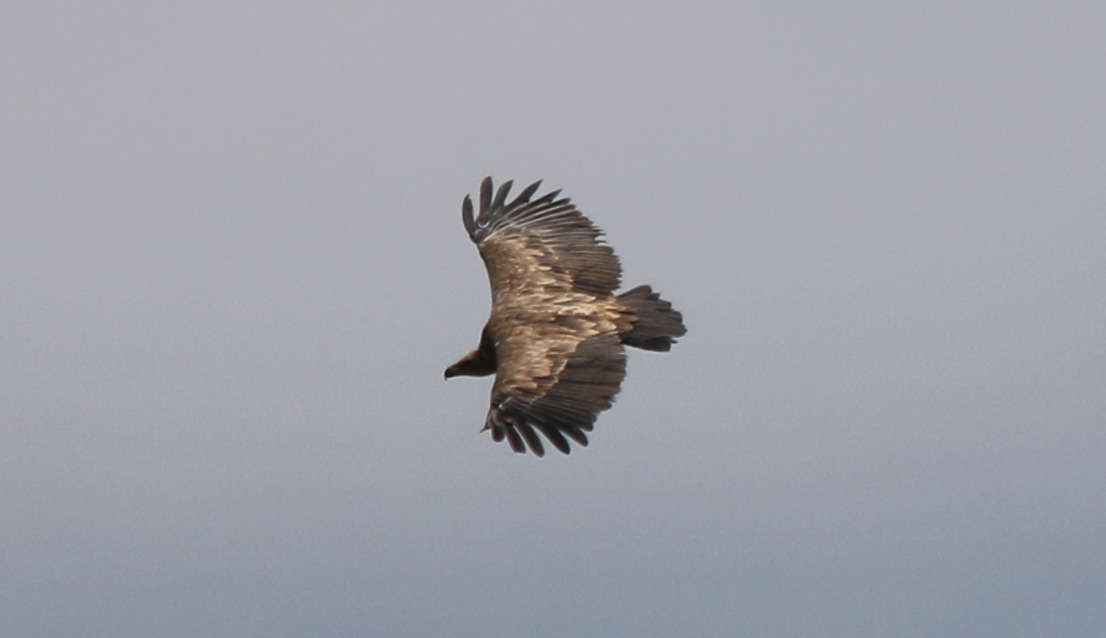 Griffon vulture seen from the side.