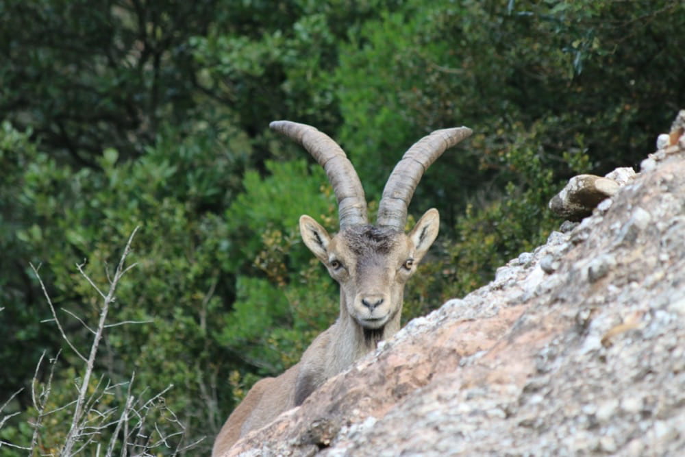 Vista frontal de un macho de cabra montés.
