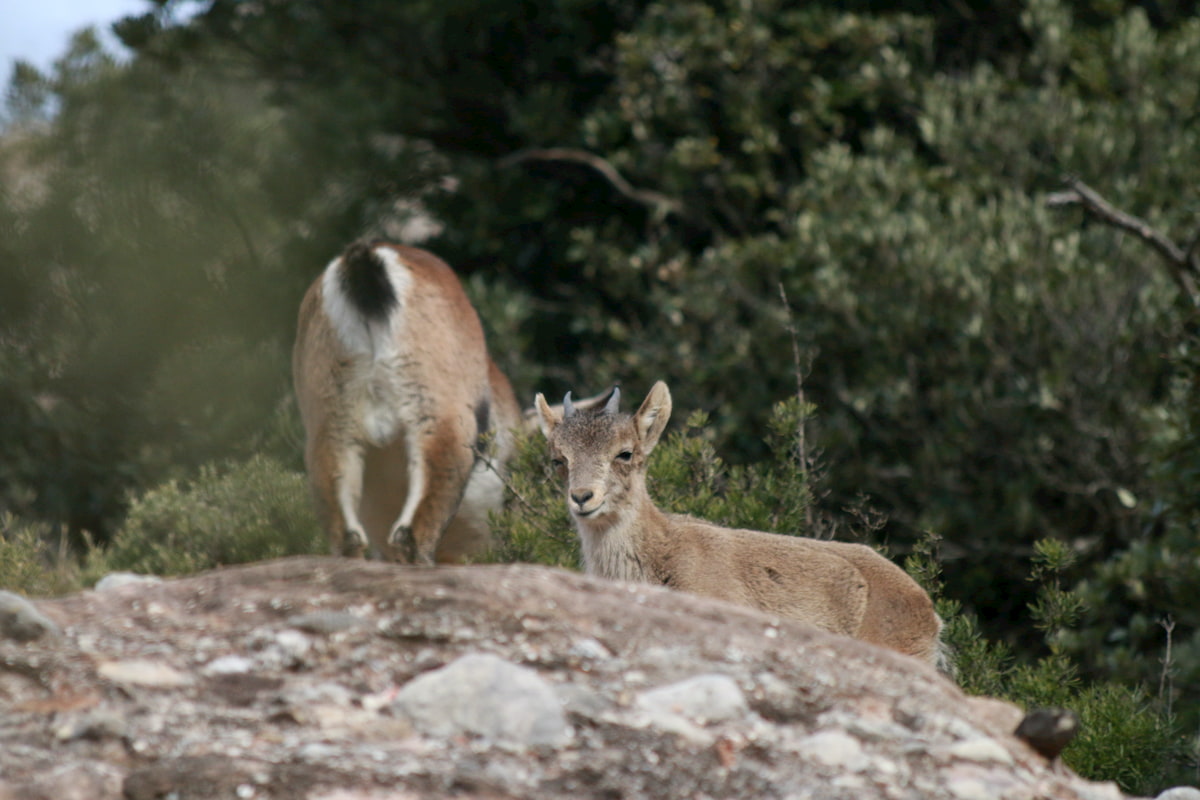 Breed of ibex with its mother.