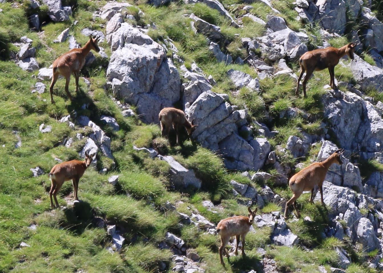 Females with their calf in a rocky area.