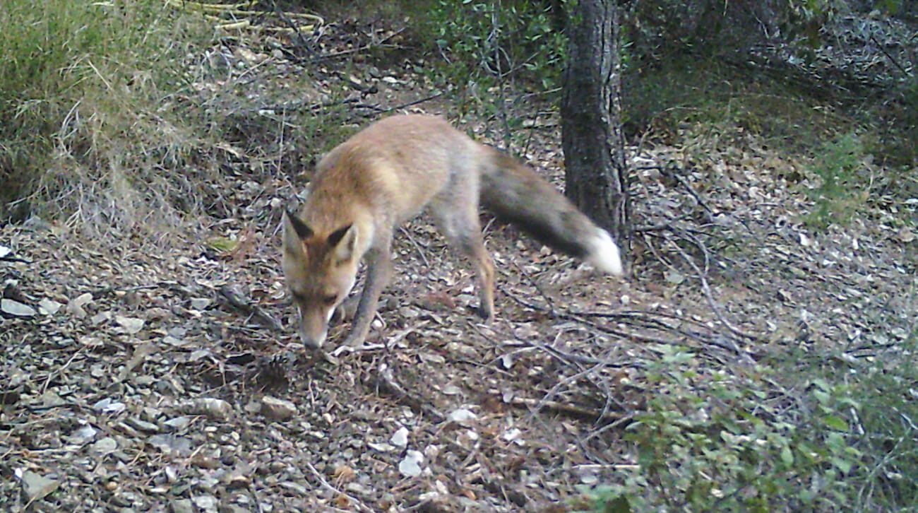 Fox exploring the zone.