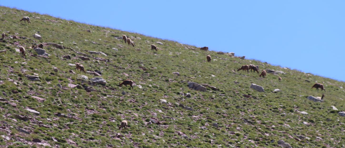 Chamois herd in the Cadí mountains.