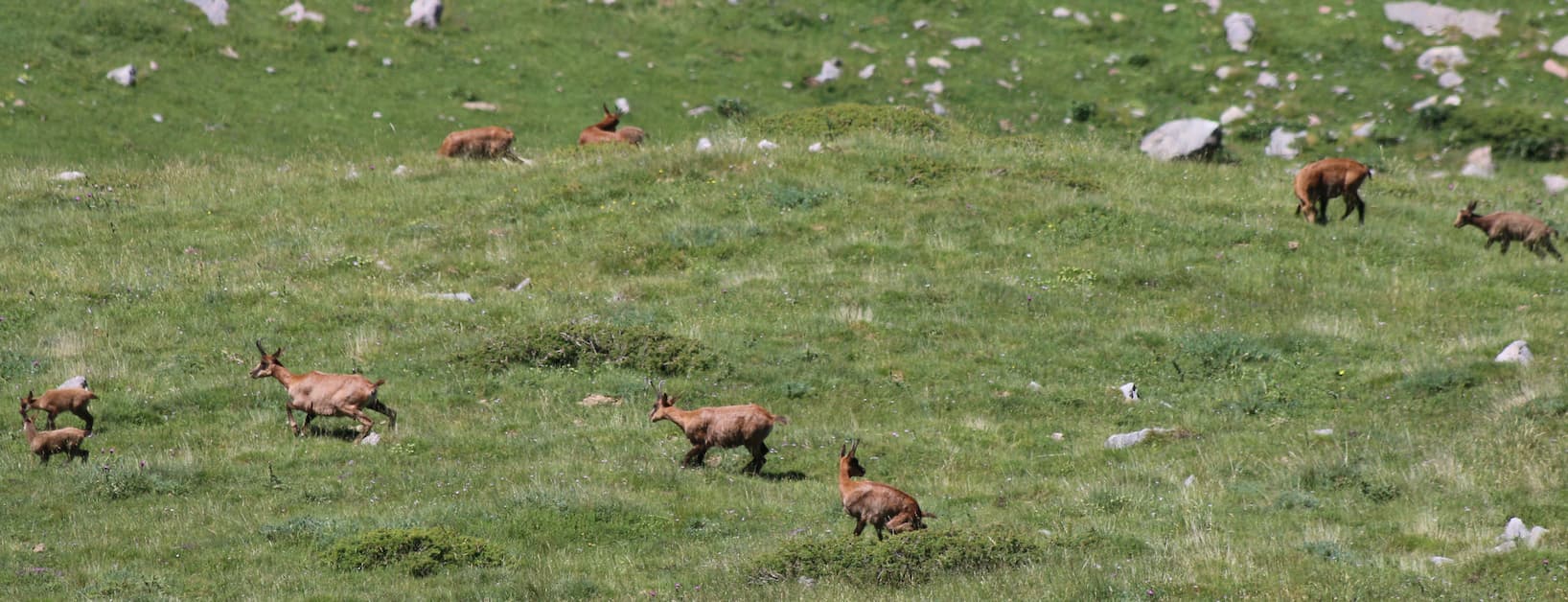 Female group with her calfs, in an alpine meadow.