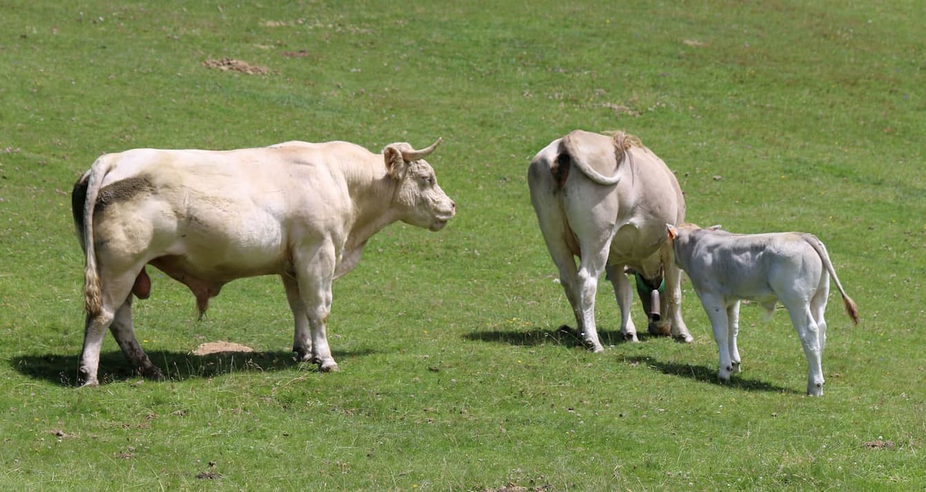 Toro, vaca y ternera, de la raza bruna.