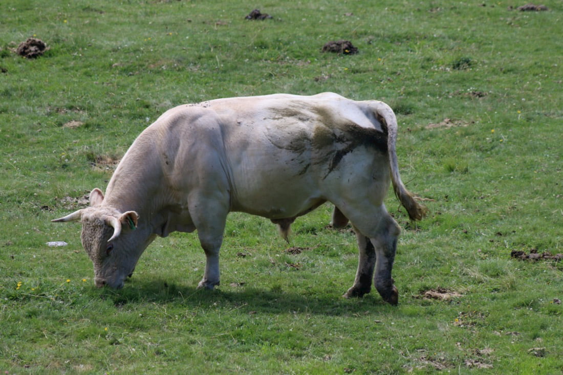 Bull of bruna cow grazing.