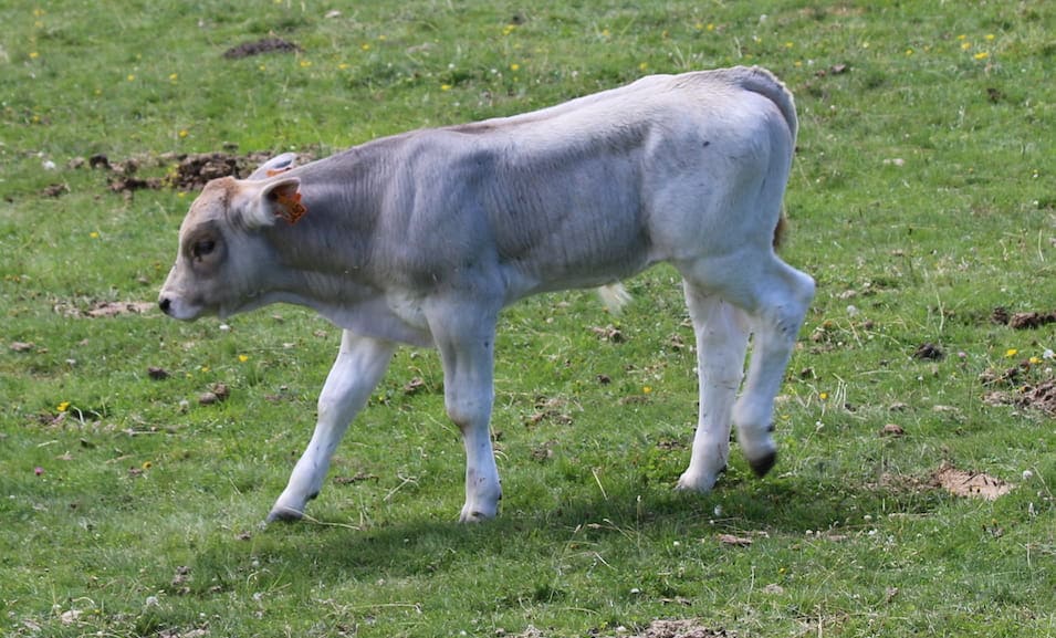 Ternera de vaca bruna en un prado alpino en Coll de pal.